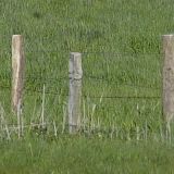 Kuehe Neu-Schoenberg